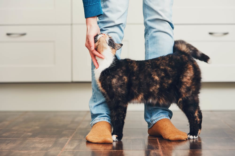 Happy resident with cat at Arden Palms Apartments in Sacramento, California